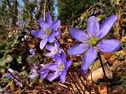 13 Festa di fiori sui sentieri al Monte Zucco - Hepatica nobilis (Erba trinita)